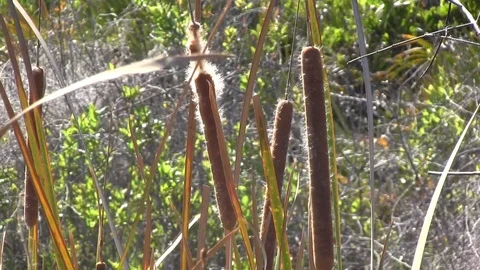 Cattail Plant 스톡 동영상 88632775