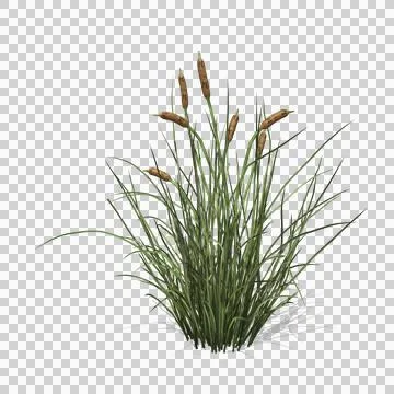 Cattail plant Stock Illustration