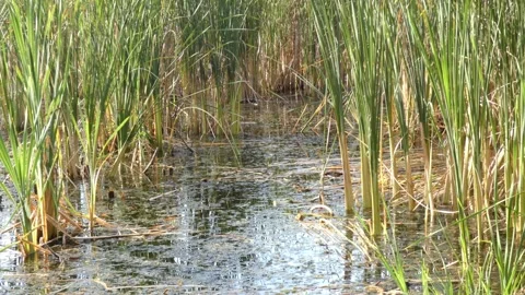 Cattail plants acting as bio filter in swamp water Video stock 337323427