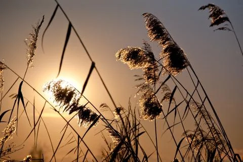 Cattail plants in back-light Stock Photos