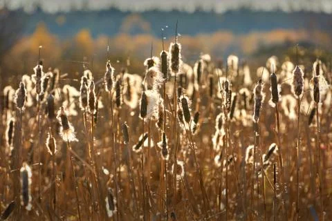 Cattail Plants Seeding Fotos de archivo