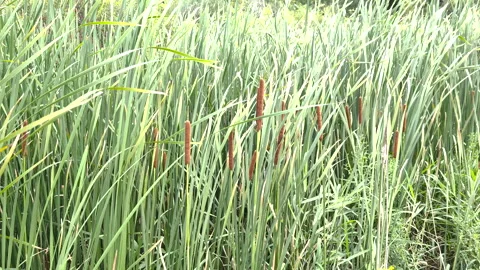 Cattail Reeds in a marsh Stock Footage 315453635