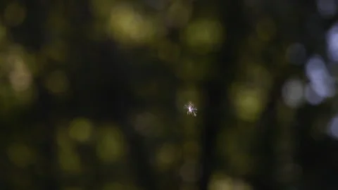 Cattail seed floating through air sharp focus Typha latifolia shallow depth Stock Footage 202052602