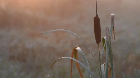 Cattail Seedhead Close Up Glow Stock Footage 54053598