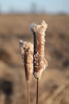 Cattail in Seeding Phase Stock Photos