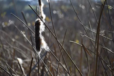 A cattail shedding down Stock Photos