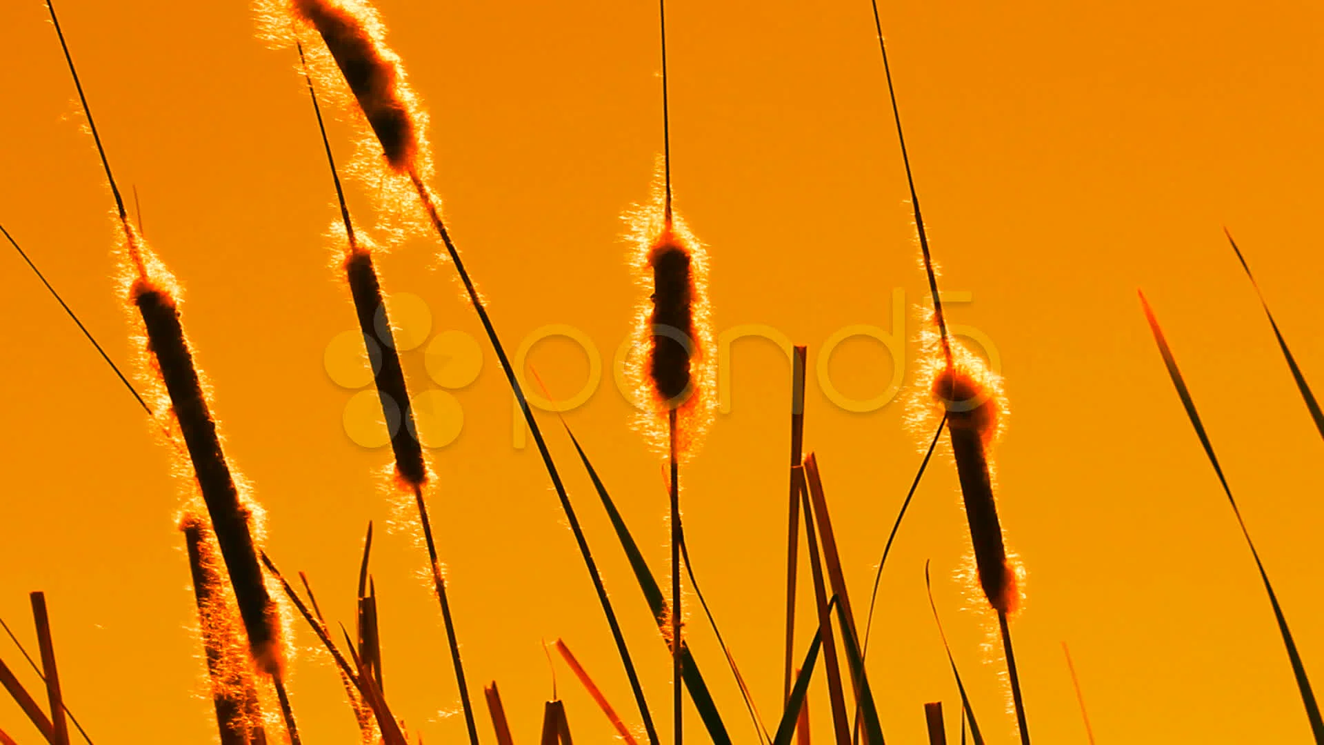 Cattail Silhouette Sunset Hd 4k Stock Footage 10815383 Images, Photos, Reviews