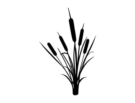 Cattail silhouette vector art Stock Illustration