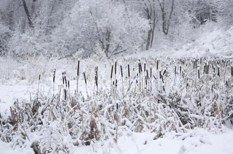 Cattail in snow Stock Photos