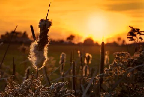 Cattail Sunset Stock Photos