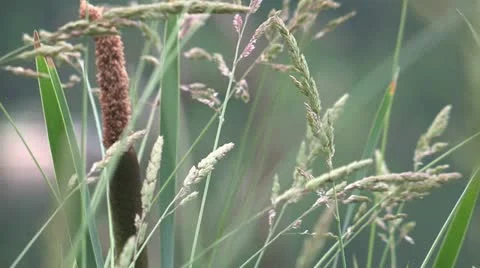 Cattail Swaying Stock Footage 12692981