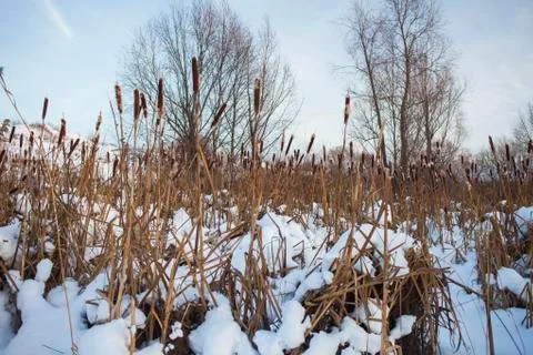 Cattail thickets during the winter. Stock Photos