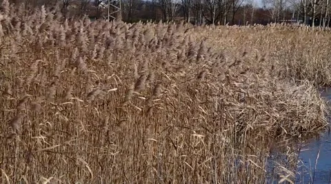 Cattail thickets Stock Footage 49274559