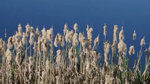 Cattail , Typha against blue background Stock Footage 145374291