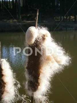 Cattail, Typha, Bulrush, close-up Stock Photos