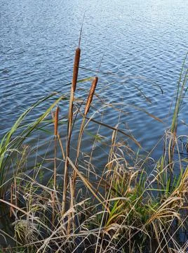 Cattail (Typha) characterized by its cigar-like flowers growing on the lake s Stock Photos