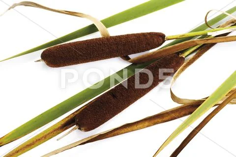 Cattail (Typha), close-up Stock Photos