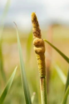 Cattail - Typha - macro Stock Photos