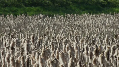 Cattail, Typha meadow with sun reduced depth of field Stock Footage 145375087