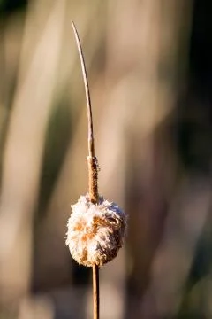 Cattail, typha Stock Photos