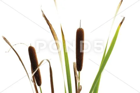 Cattail (Typha) Stock Photos