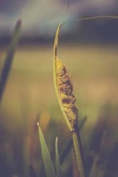 Cattail - Typha Stock Photos