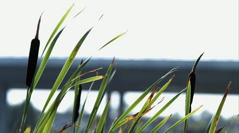 Cattail waving in the breeze Stock Footage 53877173