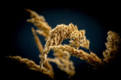 Cattail waving in the wind Stock Photos