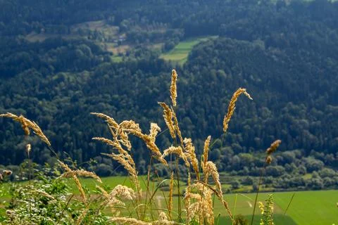 Cattail waving in the wind Stock Photos