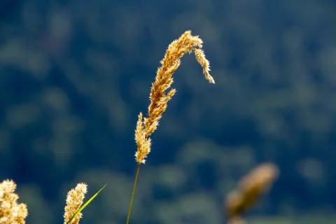 Cattail waving in the wind Foto stock