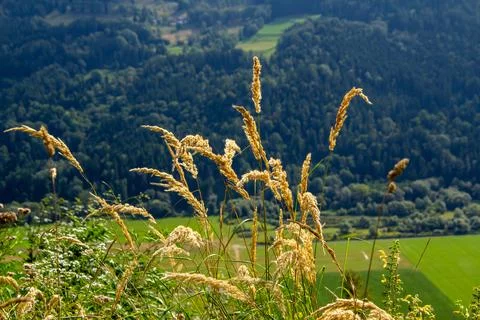 Cattail waving in the wind Stock Photos