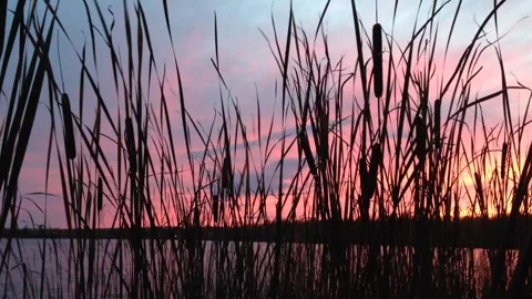 Cattail wiggling vertical stem silhouettes foreground, sunset sky 2892 Video stock 266311699