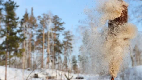 Cattail in the winter forest. Close-up. Stock Footage 238670237