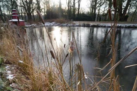Cattail in winter Stock Photos