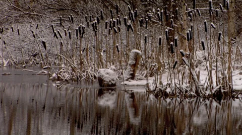 Cattail winter river Stockbeeldmateriaal 33114657