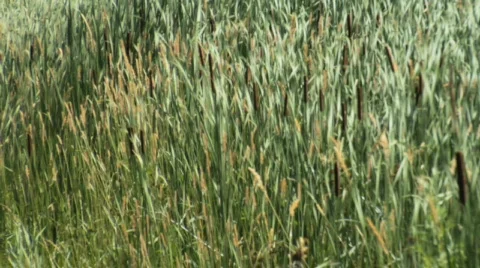 Cattails 1 動画素材 462688