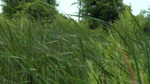 Cattails 2 動画素材 462683