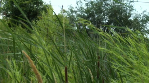 Cattails 3 動画素材 462680