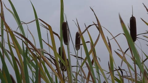 Cattails. 4K Stock Footage 164159507