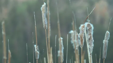 Cattails aka typha Stock Footage 40029232