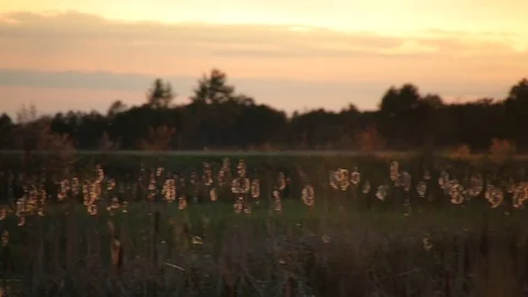 Cattails and Bugs in Golden Light 스톡 동영상 79625951