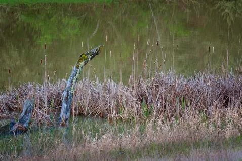 Cattails and decaying tree trunks in wetlands Foto stock