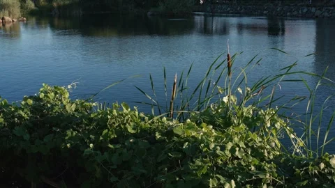 Cattails and green vines frame calm urban pond water Stock Footage 342307919