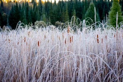 Cattails and pines Stock Photos