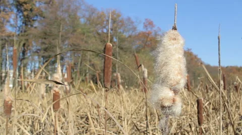 Cattails and Reeds growing in the swamp Stock Footage 59776941