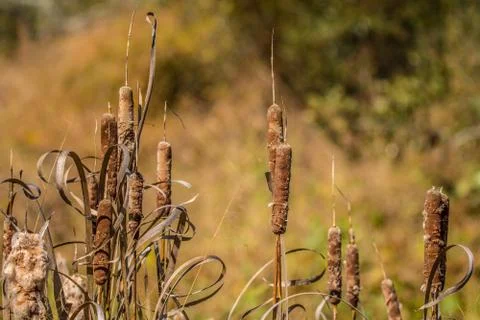 Cattails in autumn Foto stock