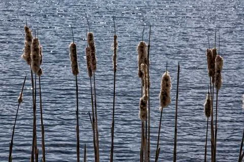Cattails beside river Foto stock