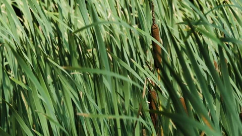 Cattails between tall grass Vídeo Stock 263757852