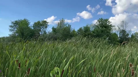 Cattails Blowing Stock Footage 206257281