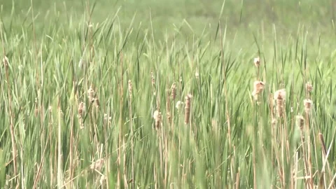 Cattails Blowing in the Wind 02 Stock Footage 243592519